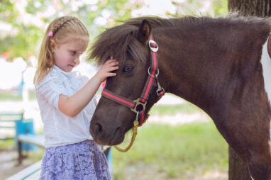 paardencoaching