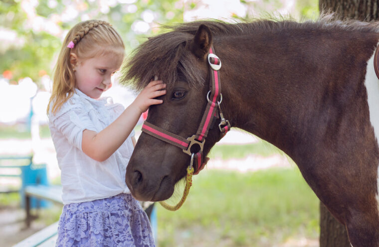 paardencoaching