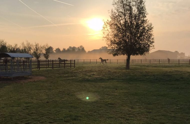 paardencoaching