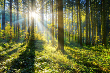 natuurbegraafplaats