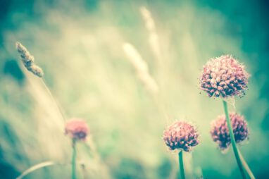 uitvaart