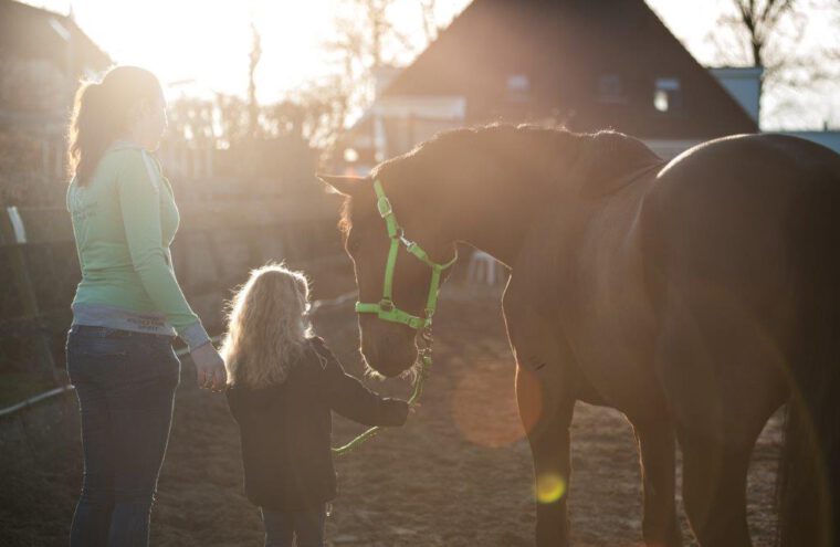 paarden