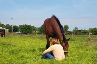paardencoaching