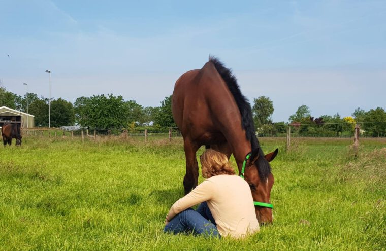 paardencoaching