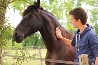 paardencoaching