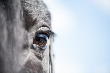 horse-spirit