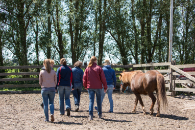 paardencoaching
