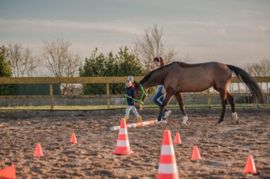 paardencoach