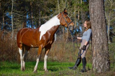 paard