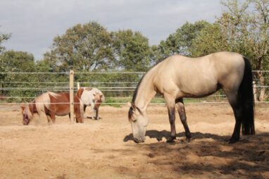 paardencoaching