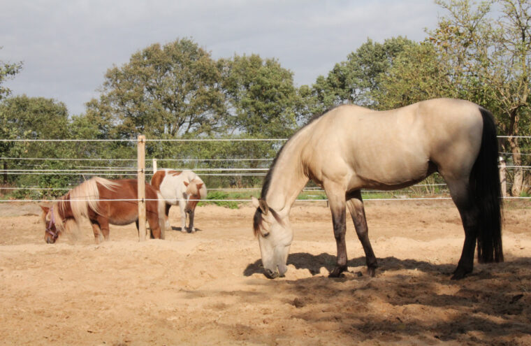 paardencoaching