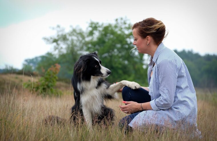 hond