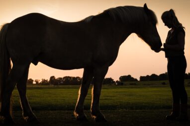 paardencoaching