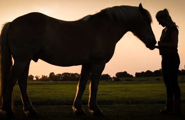 paardencoaching