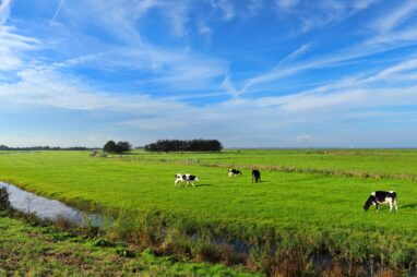 uitvaart