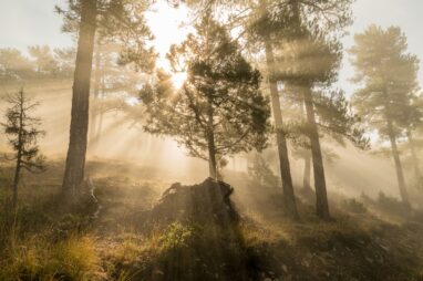 natuurbegraafplaats
