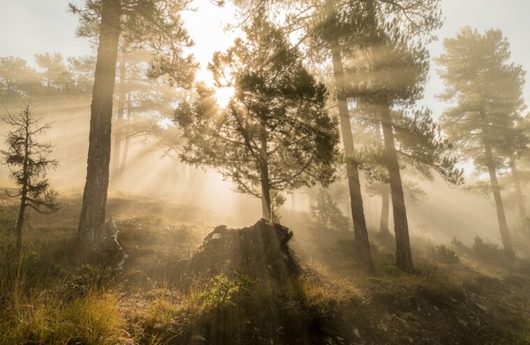natuurbegraafplaats
